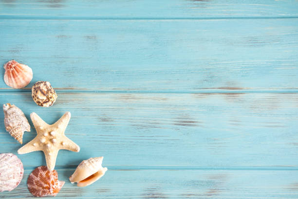 sfondo di legno marino di colore blu con conchiglie. conchiglie naturali con spazio di copia. la base per la progettazione dello striscione marino, biglietto d'auguri. cartolina dal viaggio - seashell shell sand copy space foto e immagini stock