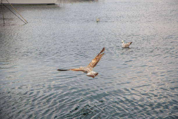istock seagulls fly and eat on the pier in Istanbul. 1144872348