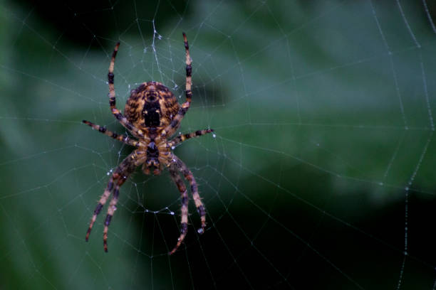 istock UK Garden Spider 1144872378