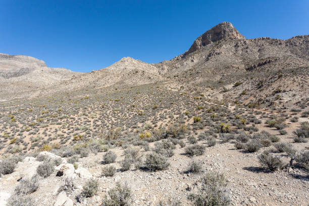 View of Turtlehaed Mountain along hiking trail in Red Rock Canyon Nevada.