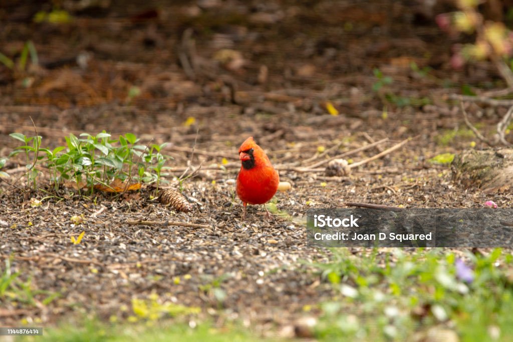 Male Northern Cardinal #2 A male Northern Cardinal is known for its bright red feathers and black mask.  It is a common backyard visitor that frequents bird feeders. Back Yard Stock Photo