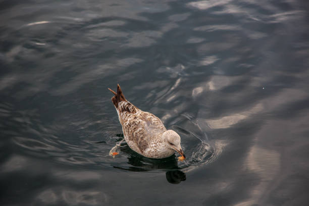 istock seagulls fly and eat on the pier in Istanbul. 1144877459