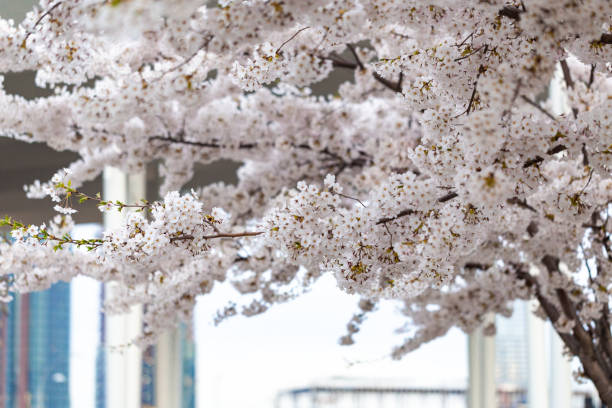 istock Cherry blossom in the city 1144878411