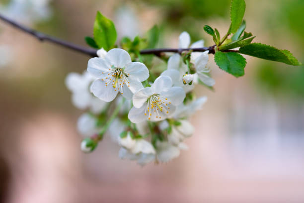 istock white cherry flowers on a branch on an abstract background in spring 1144878994