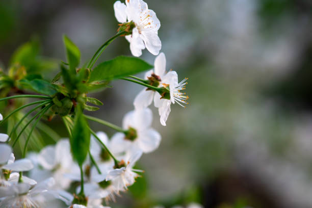 istock white cherry flowers on a branch on an abstract background in spring 1144879899