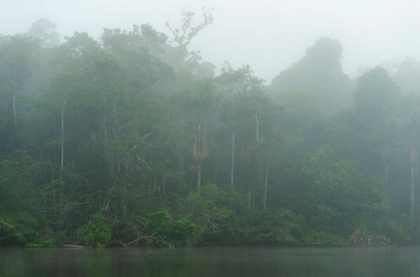 istock Amazon Rainforest in the Fog 1144881267
