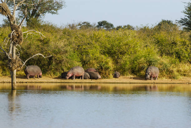 istock landscape of river and jungle 1144882103