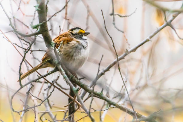 istock White-throated Sparrow, white throat Sparrow 1144882676