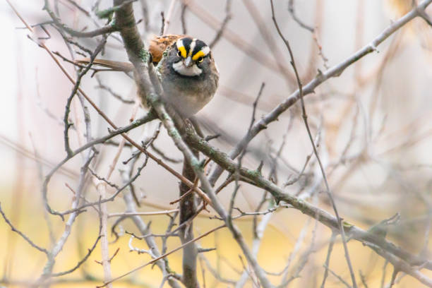 bird, flight, feather, spring, migration, Quebec