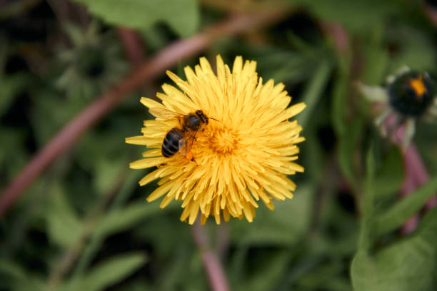 istock Pollen collecting bee in yellow dandelion flower with diffused green grass background. 1144883335