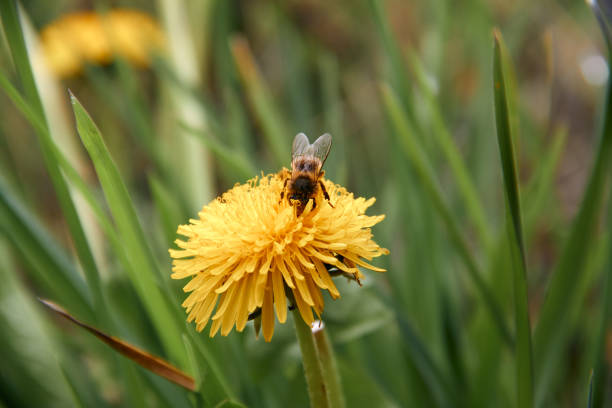 istock Pollen collecting bee in yellow dandelion flower with diffused green grass background. 1144883902