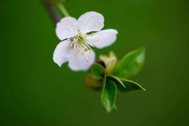 A close-up photo of a garden flower