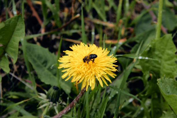 istock Pollen collecting bee in yellow dandelion flower with diffused green grass background. 1144883979