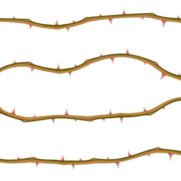 ilustrações de stock, clip art, desenhos animados e ícones de set of realistic thorns isolated on white background - sharp curve