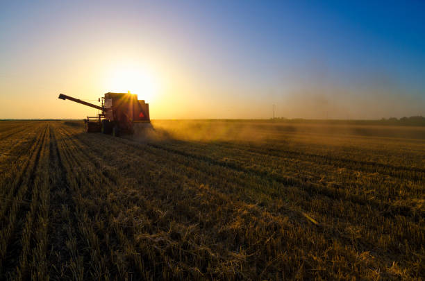 istock Harvester combine harvesting wheat in summer 1144884437