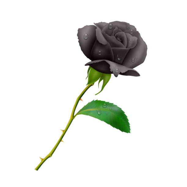 istock Beautiful Black rose on long stem with leaf and thorns isolated on white background, photo realistic vector illustration. 1144885053