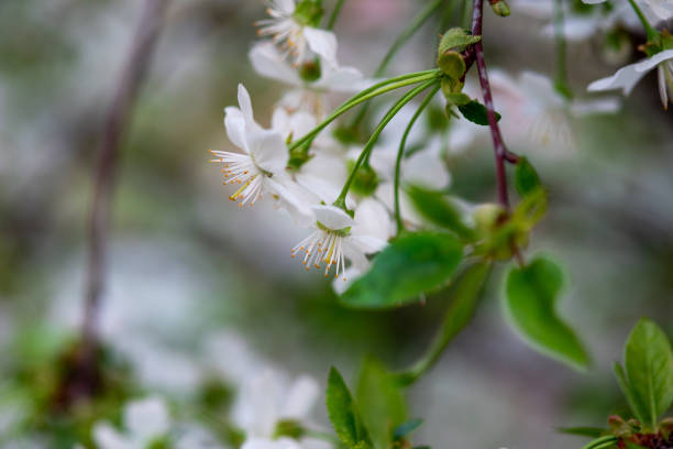 istock white cherry flowers on a branch on an abstract background in spring 1144885242