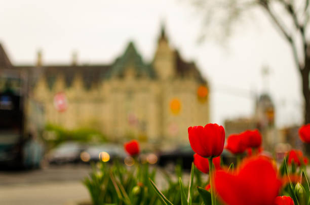 ottawa ontario canada tulip festival - ottawa tulip festival fotografías e imágenes de stock