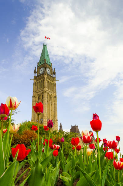 torre del reloj del parlamento canadiense con tulipanes rojos - ottawa tulip festival fotografías e imágenes de stock