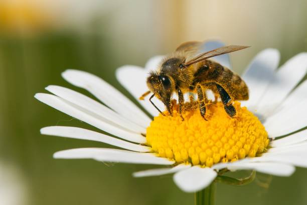 istock bee or honeybee on white flower of common daisy 1144886887
