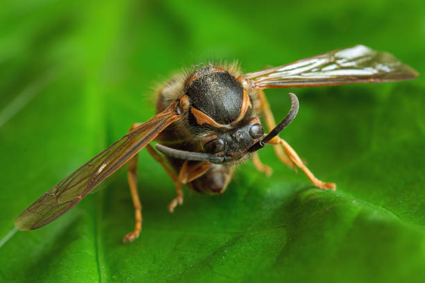 istock Bee on flower. Extreme macro photography 1144888435
