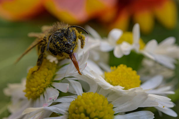 istock Bee on flower. Extreme macro photography 1144890533