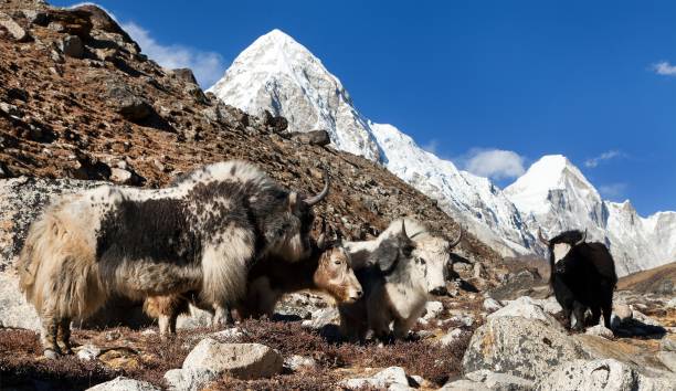 istock three yaks, Nepal Himalayas mountains 1144890565