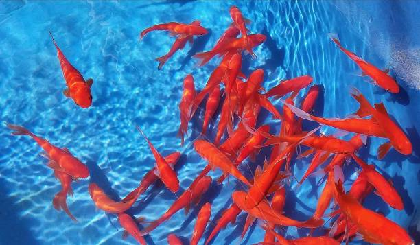 istock Japanese Koi Fish Swimming in an Aqua Colored Pool 1144890570