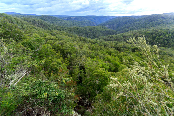 istock New England High Country Gondwana Rainforest 1144891244