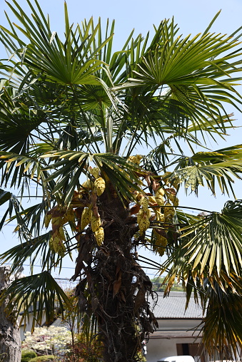 Hemp palm blossoms / Trachycarpus excelsus