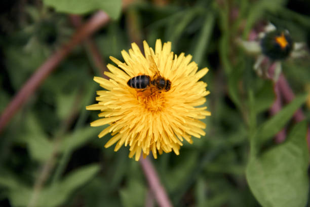 Pollen collecting bee in yellow dandelion flower with diffused green grass background.