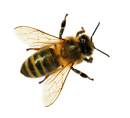 abeja o abeja o abeja de miel aislada en el blanco photo