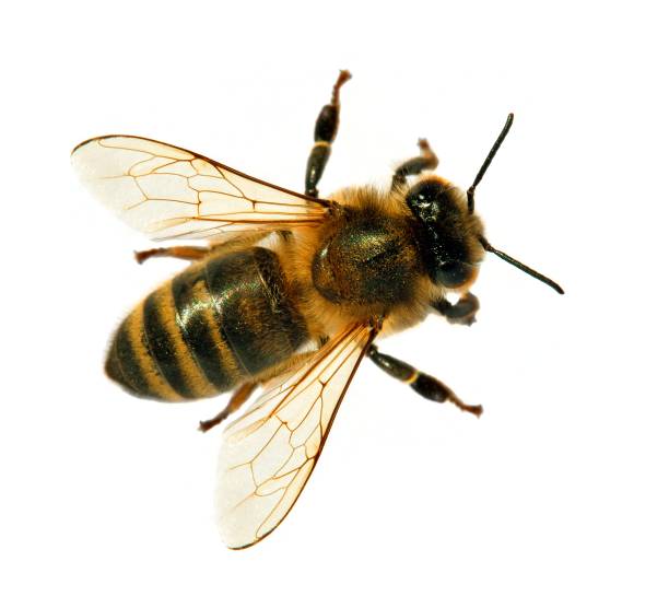 bee or honeybee or honey bee isolated on the white detail of bee or honeybee in Latin Apis Mellifera, european or western honey bee isolated on the white background animal nose photos stock pictures, royalty-free photos & images
