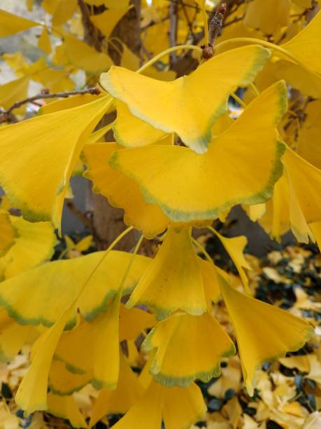 istock Yellow-Ginko biloba leaves green rimmed - tree leaf branches 1144902903