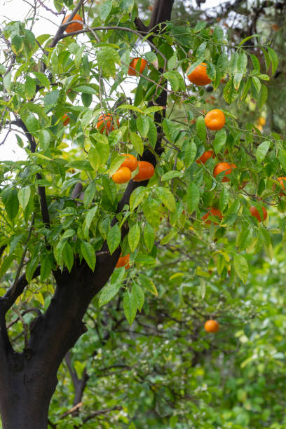 istock Ripe orange mandarine citrus fruit hanging on tree 1144905439