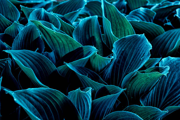 istock Background of dark green nature 1144906472