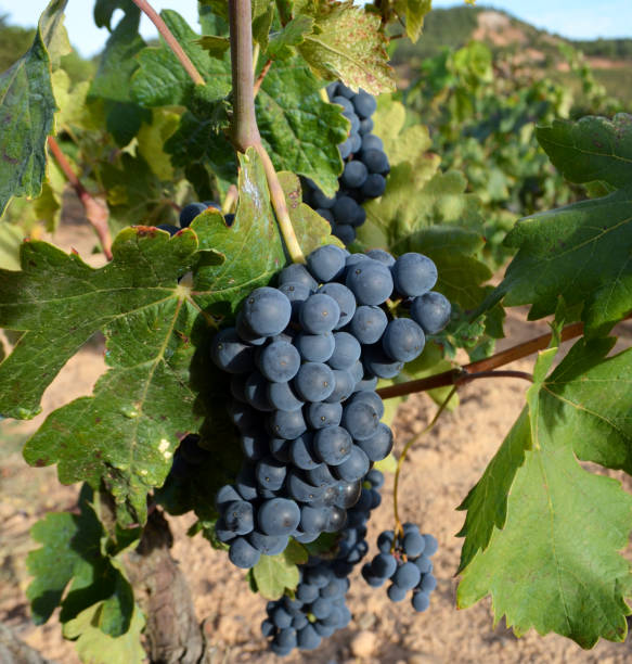 istock Grapes ripen under the summer sun 1144909122