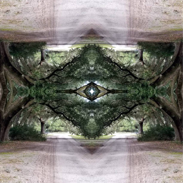 istock Abstract Photo Collage of Live Oak Trees 20 1144910026