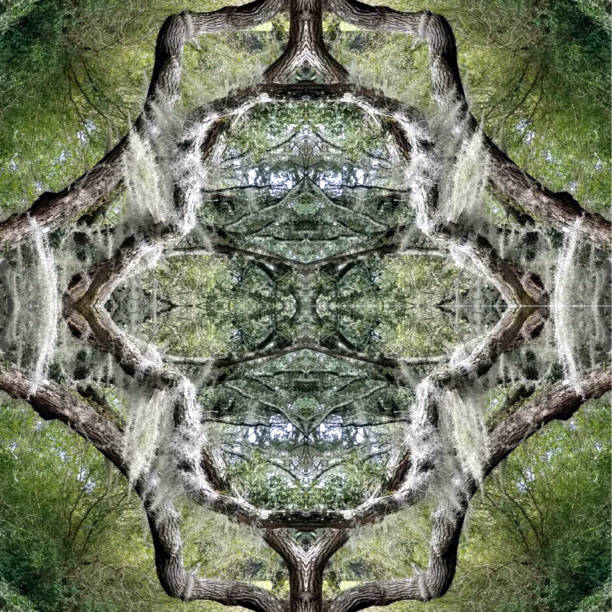 istock Abstract Photo Collage of Live Oak Trees 24 1144910042