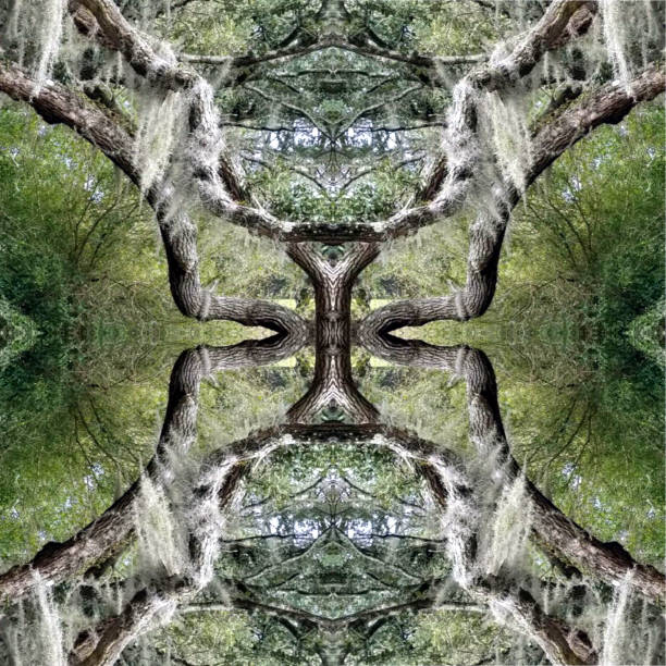 istock Abstract Photo Collage of Live Oak Trees 25 1144910044