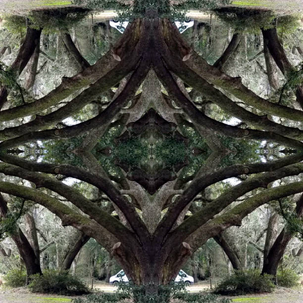 istock Abstract Photo Collage of Live Oak Trees 27 1144910053