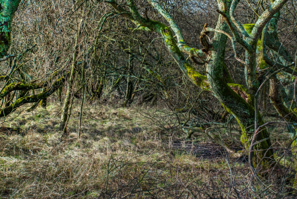 istock Natural forests and trees that receive sunlight. 1144911180