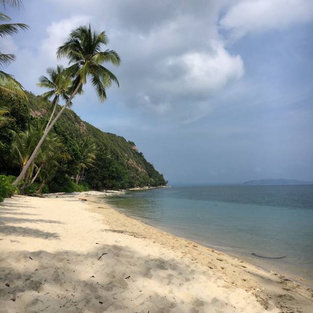 istock Palm tree and beach next to the sea 1144911340