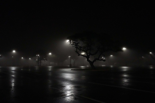 This photo shows a silhouette of trees during Texas hill country winter at 2 am in the morning. The fog was light and misty and the trees were lit up with parking lot lights. This is the horizontal version of the shot.