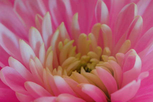 istock Beautiful pink chrysanthemum, close-up. flowers light lilac 1144912914