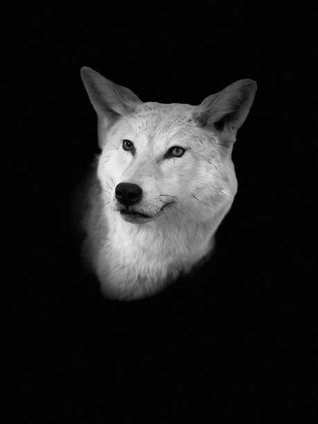 istock Closeup Isolated Head Coyote 1144912940