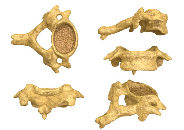 morphology of the cervical vertebra, sixth cervical vertebra, multiple angles and views. 3D rendering