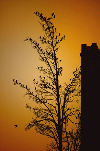 A mosque and a tree full of birds at sunrise-down