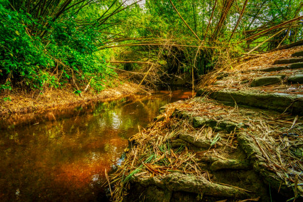 istock River tributary in the Caribbean 1144919795
