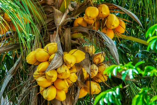 Large amount of coconuts on the tree in Caribbean island